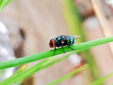 Uçan Makro Sinekler Chrysomya megacephala, doğadaki Yeşil Şişe Sineği türleri Çiğ çevresi sineğin doğal ortamını ön plana çıkarır