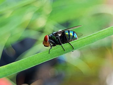 Uçan Makro Sinekler Chrysomya megacephala, doğadaki Yeşil Şişe Sineği türleri Çiğ çevresi sineğin doğal yaşam alanını vurgular.