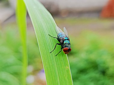 Uçan Makro Sinekler Chrysomya megacephala, doğadaki Yeşil Şişe Sineği türleri Çiğ çevresi sineğin doğal ortamını ön plana çıkarır