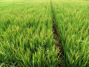 Geniş yeşil çeltik tarlasına yakın çekim. Dar, kırmızımsı kahverengi toprak yolu merkezden geçiyor..