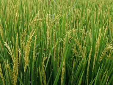  Dikey bir perspektif, pirinç bitkilerinin canlı yeşillerini yakalıyor, dikey büyümelerini ve doğal ışığın alanı aydınlattığını vurguluyor..