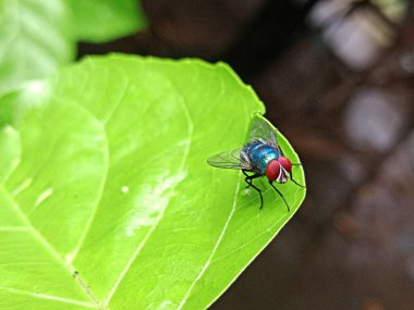 Canlı bir kırmızı ve mavi böcek parlak yeşil bir yaprağın üzerinde yatar. Doğal güzelliği ve vahşi hayatı gözler önüne seren yakın bir manzara..