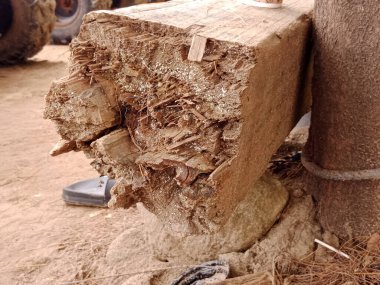 Taze kesilmiş bir ağaç gövdesinin detaylı bir yakın çekimi lifli dokusunu ve tahılını gösteriyor. Ağaç kesme, kereste, ormancılık veya doğal malzemelerle ilgili konular için ideal.