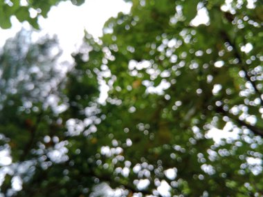 Yeşil ağaç yaprakları ve dallarının soyut ve bulanık bir fotoğrafı. Yumuşak odak, sakin, rüya gibi bir etki yaratır. Arkaplan ve sanatsal temalar için mükemmeldir..