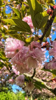 İlkbaharda şehir bahçesinde çiçekler açar güzel gökyüzü ile çevrilidir..