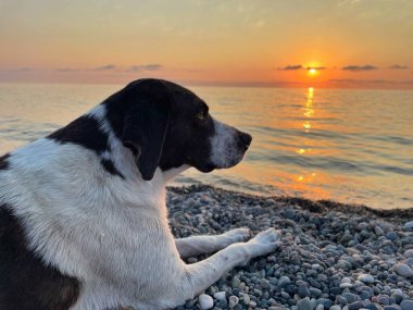 Gün batımına karşı güzel bir köpek. Yaz mevsiminde hoş bir gün batımı. Deniz dalgalarında parlak altın bir çizgi. Sakin ol.