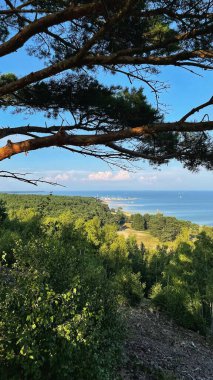 Çam ağaçlarıyla çevrili Baltık Körfezi 'nin kıyısındaki kum tepesinden bak..