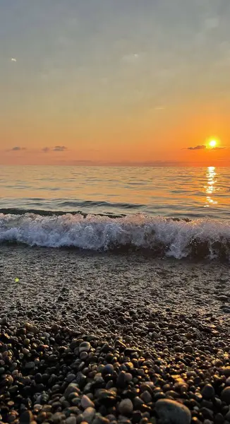 Gün batımına karşı güzel bir köpek. Yaz mevsiminde hoş bir gün batımı. Deniz dalgalarında parlak altın bir çizgi. Sakin ol.