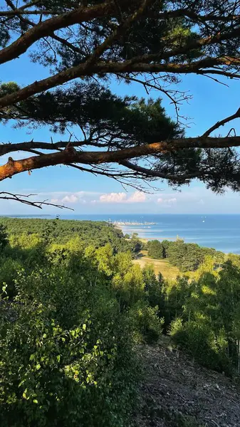 Çam ağaçlarıyla çevrili Baltık Körfezi 'nin kıyısındaki kum tepesinden bak..