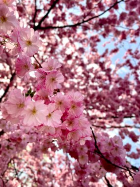 Bahar kiraz çiçeklerinin açması