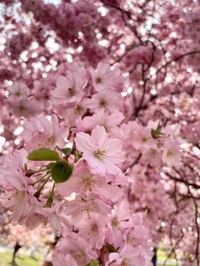 Bahar kiraz çiçeklerinin açması