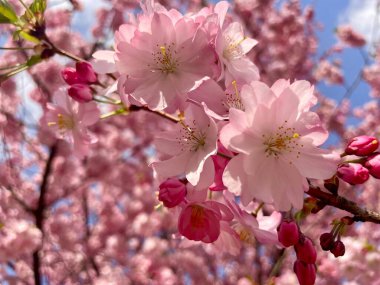 Bahar kiraz çiçeklerinin açması