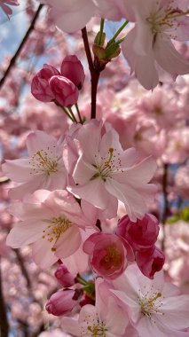 Bahar kiraz çiçeklerinin açması