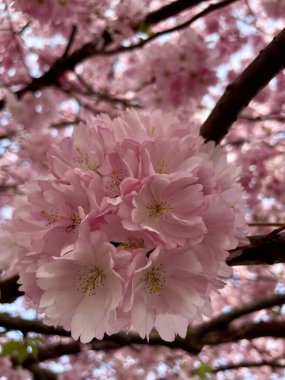 Sakura 'nın açan bahar çiçekleri