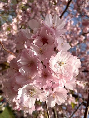 Sakura 'nın açan bahar çiçekleri