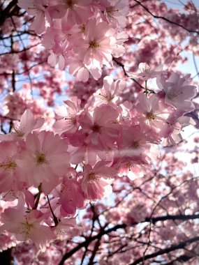 Sakura 'nın açan bahar çiçekleri