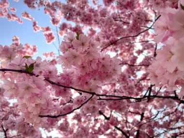Sakura 'nın açan bahar çiçekleri