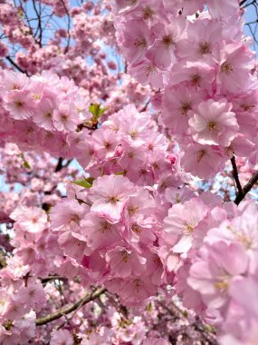 Sakura 'nın açan bahar çiçekleri