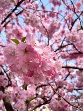 Sakura 'nın açan bahar çiçekleri