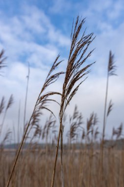 Uzun ve zarif kamış bitkilerinin yakın çekim görüntüsü bulutlu bir gökyüzünün altında hafif hafif esen tatlı meltemde sallanıyor.