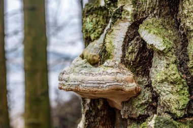 Bu, dingin bir ormandaki ağaç kabuğunda yetişen mantara benzeyen mantarın detaylı ve yakın bir görüntüsü.