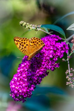 Güzel bir kelebek zarif bir şekilde canlı mor bir çiçeğe tünemiş zarif biçimini ve renkli kanatlarını sergiliyor.