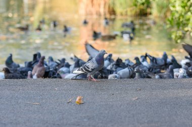 Yoğun bir yolun kenarında toplanmış ve birbirine yakın duran bir güvercin sürüsü, etraflarında vahşi bir şehir hayatı yaratıyor.