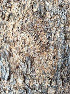 Ağaç derisi kahverengi beyaz gri 