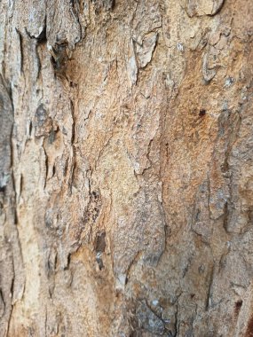 Ağaç derisi kahverengi beyaz gri 