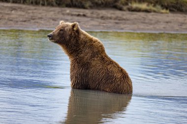 Alaska Gölü Clark Ulusal Parkı ve Homer Ayı Manzarası - Kahverengi Ayılar ve Kartallar