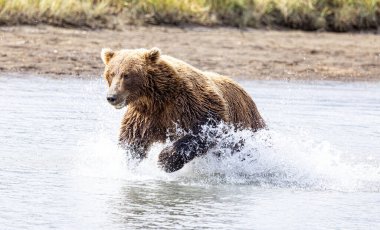 Alaska Gölü Clark Ulusal Parkı ve Homer Ayı Manzarası - Kahverengi Ayılar ve Kartallar