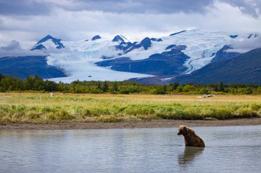 Alaska Gölü Clark Ulusal Parkı ve Homer Ayı Manzarası - Kahverengi Ayılar ve Kartallar