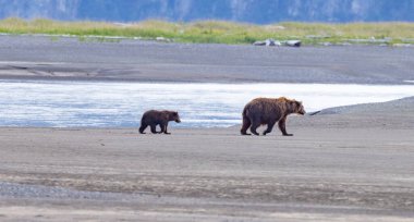 Alaska Gölü Clark Ulusal Parkı ve Homer Ayı Manzarası - Kahverengi Ayılar ve Kartallar