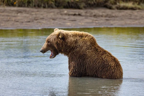 Alaska Lake Clark National Park Homer Bear Viewing Brown Bears — Foto de Stock