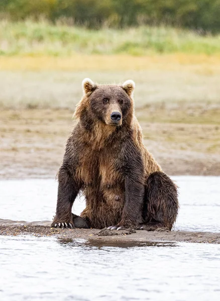 Alaska Lake Clark National Park Homer Bear Viewing Brown Bears — Foto de Stock
