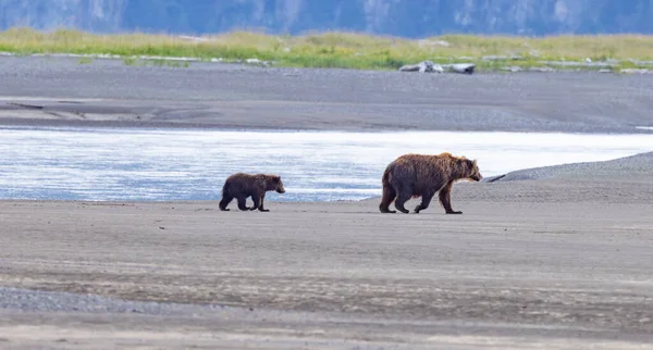 Národní Park Aljaška Lake Clark Homer Bear Viewing Medvědi Hnědí — Stock fotografie