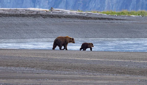 Alaszka Clark Nemzeti Park Homer Bear Megtekintése Barna Medvék Sasok — Stock Fotó