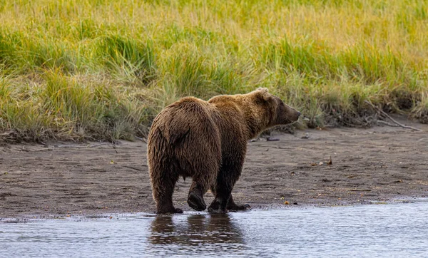 阿拉斯加克拉克湖国家公园和荷马熊景观 棕熊和老鹰 — 图库照片