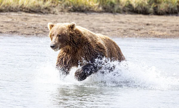 Národní Park Aljaška Lake Clark Homer Bear Viewing Medvědi Hnědí Stock Obrázky