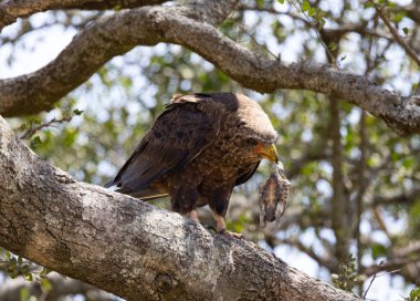 Aslanlar Zebra Leoparları Zebra Zürafa Vahşi Canavarı ve Serengeti 'nin diğer Afrika Hayvanları
