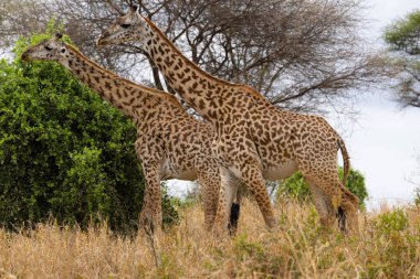 Aslanlar Zebra Leoparları Zebra Zürafa Vahşi Canavarı ve Serengeti 'nin diğer Afrika Hayvanları