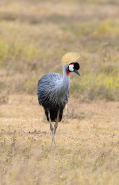 Aslanlar Zebra Leoparları Zebra Zürafa Vahşi Canavarı ve Serengeti 'nin diğer Afrika Hayvanları