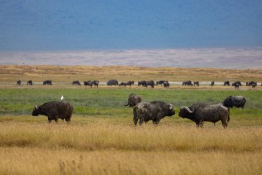 Aslanlar Zebra Leoparları Zebra Zürafa Vahşi Canavarı ve Serengeti 'nin diğer Afrika Hayvanları