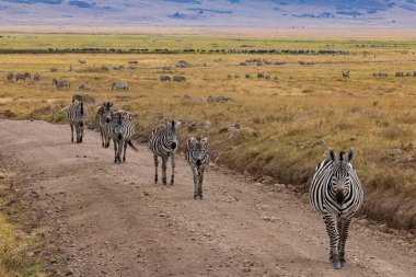 Aslanlar Zebra Leoparları Zebra Zürafa Vahşi Canavarı ve Serengeti 'nin diğer Afrika Hayvanları