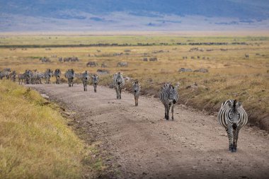 Aslanlar Zebra Leoparları Zebra Zürafa Vahşi Canavarı ve Serengeti 'nin diğer Afrika Hayvanları