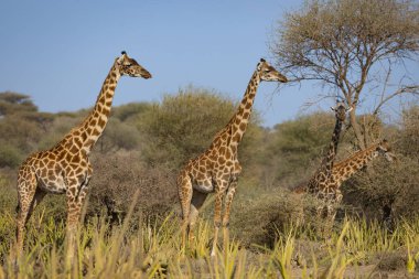Aslanlar Zebra Leoparları Zebra Zürafa Vahşi Canavarı ve Serengeti 'nin diğer Afrika Hayvanları