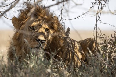 Aslanlar Zebra Leoparları Zebra Zürafa Vahşi Canavarı ve Serengeti 'nin diğer Afrika Hayvanları