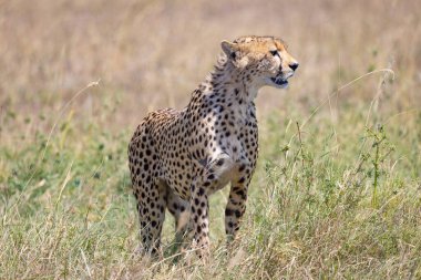 Aslanlar Zebra Leoparları Zebra Zürafa Vahşi Canavarı ve Serengeti 'nin diğer Afrika Hayvanları