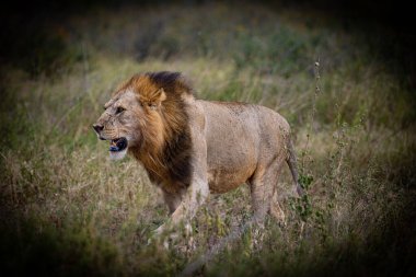Aslanlar Zebra Leoparları Zebra Zürafa Vahşi Canavarı ve Serengeti 'nin diğer Afrika Hayvanları