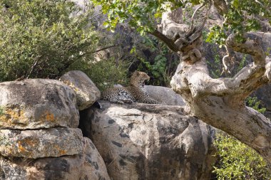 Aslanlar Zebra Leoparları Zebra Zürafa Vahşi Canavarı ve Serengeti 'nin diğer Afrika Hayvanları